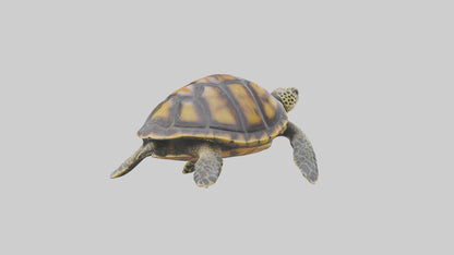 Hawksbill Turtle statue model VR / AR / low-poly