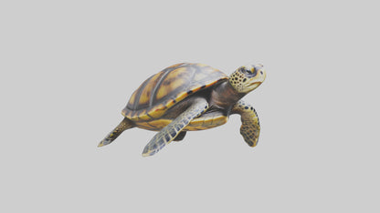 Hawksbill Turtle statue model VR / AR / low-poly