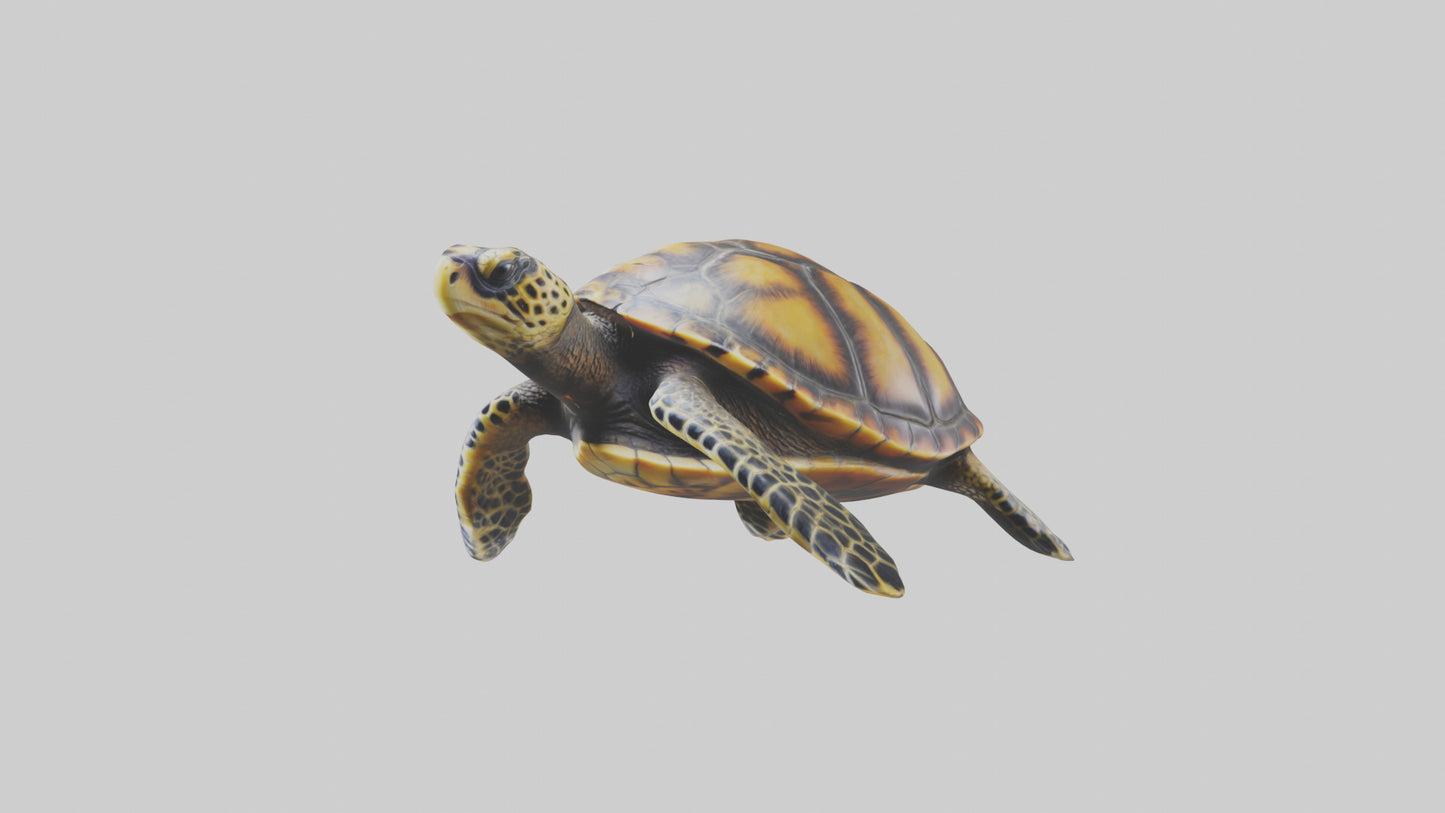 Hawksbill Turtle statue model VR / AR / low-poly