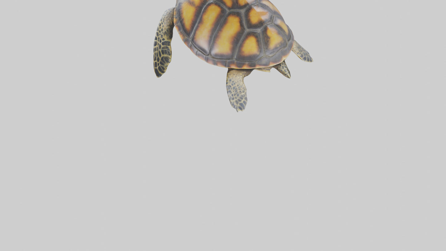 Hawksbill Turtle statue model VR / AR / low-poly