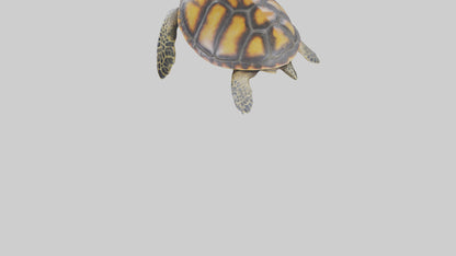 Hawksbill Turtle statue model VR / AR / low-poly