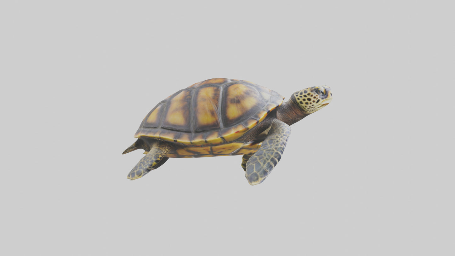 Hawksbill Turtle statue model VR / AR / low-poly