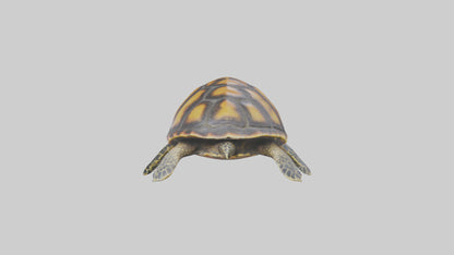 Hawksbill Turtle statue model VR / AR / low-poly