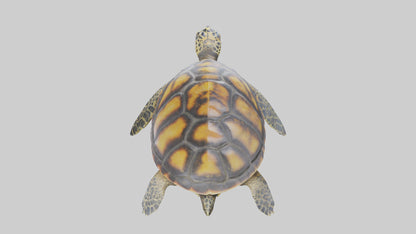Hawksbill Turtle statue model VR / AR / low-poly