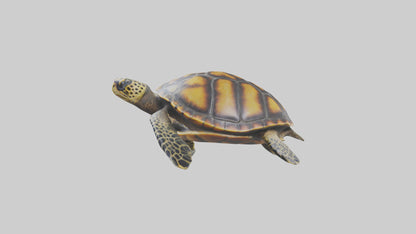 Hawksbill Turtle statue model VR / AR / low-poly