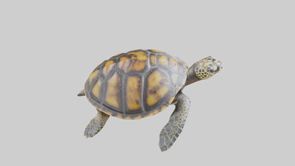 Hawksbill Turtle statue model VR / AR / low-poly