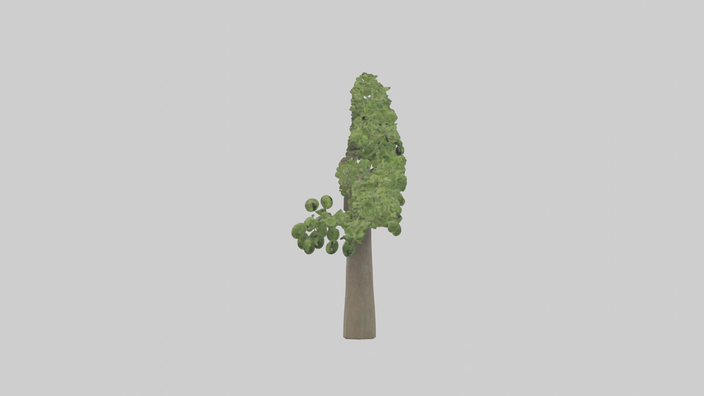 3D model Hazel tree model VR / AR / low-poly