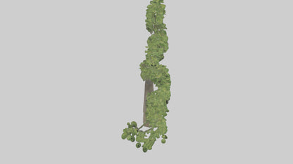 3D model Hazel tree model VR / AR / low-poly