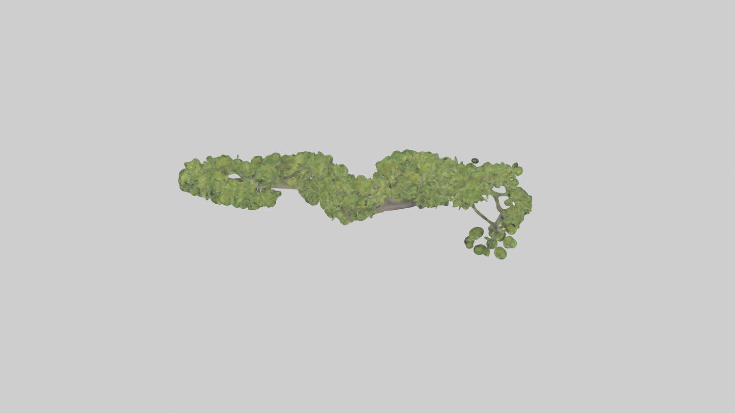 3D model Hazel tree model VR / AR / low-poly