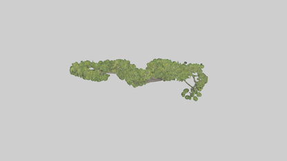 3D model Hazel tree model VR / AR / low-poly