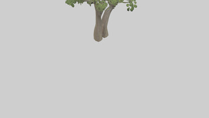 3D model Hazel tree model VR / AR / low-poly