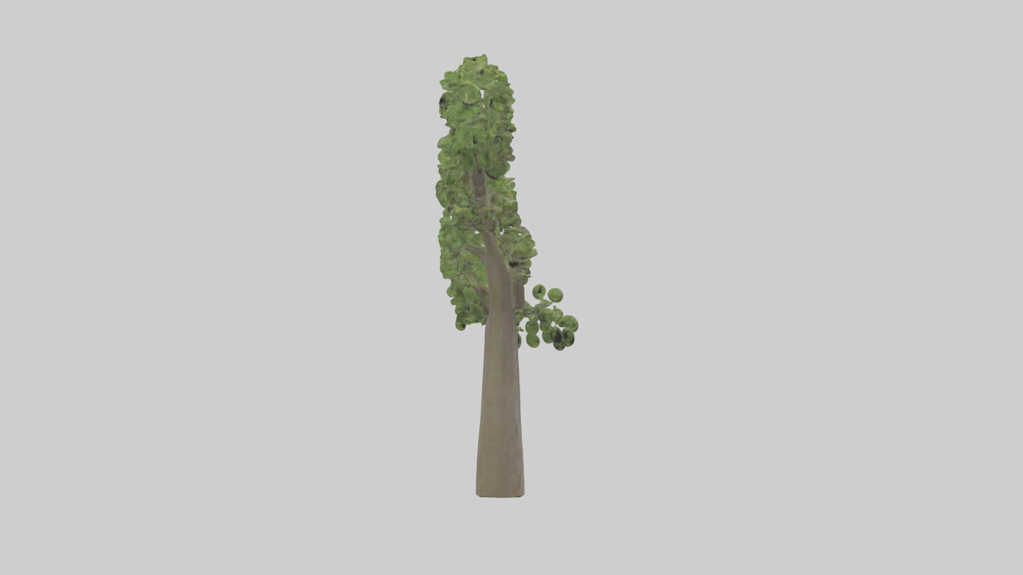 3D model Hazel tree model VR / AR / low-poly