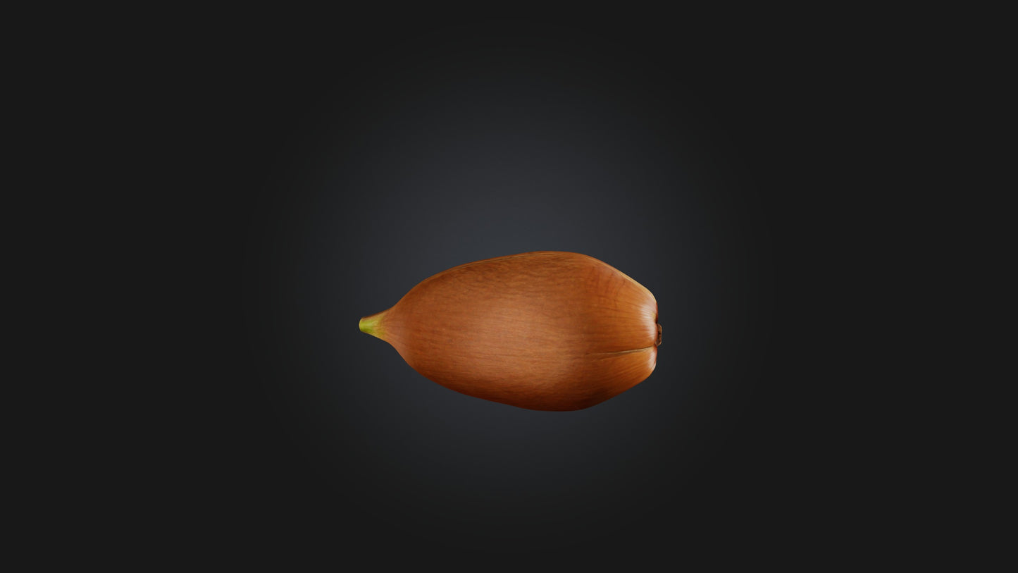 3D model Hazelnut Model VR / AR / low-poly