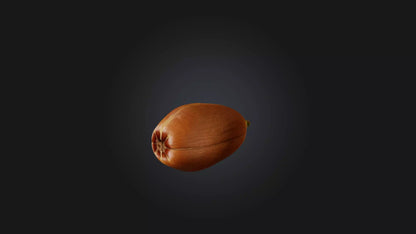 3D model Hazelnut Model VR / AR / low-poly