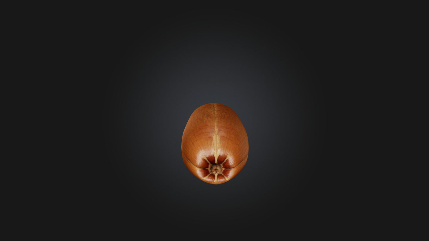 3D model Hazelnut Model VR / AR / low-poly