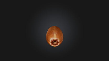 3D model Hazelnut Model VR / AR / low-poly