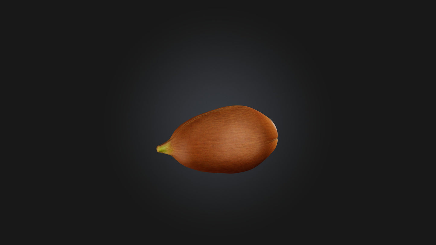 3D model Hazelnut Model VR / AR / low-poly