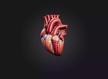 3D model heart organ model VR / AR / low-poly