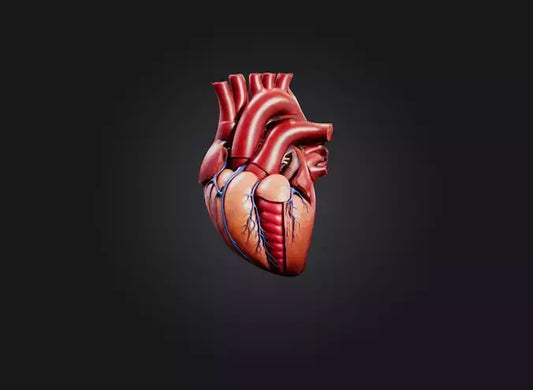 3D model heart organ model VR / AR / low-poly