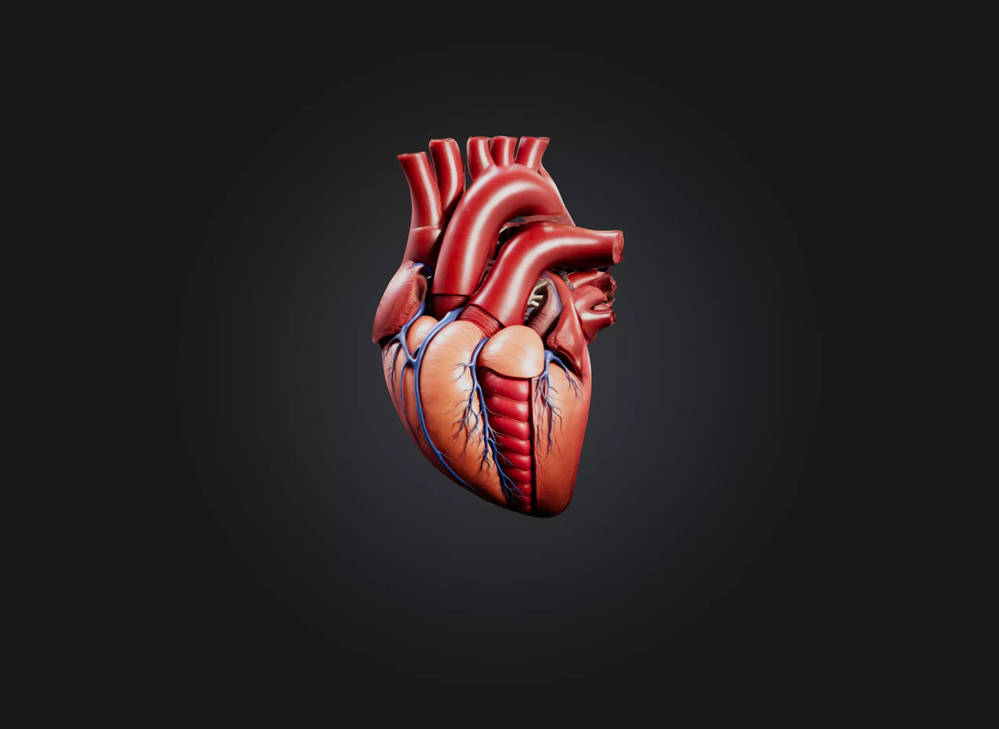 3D model heart organ model VR / AR / low-poly