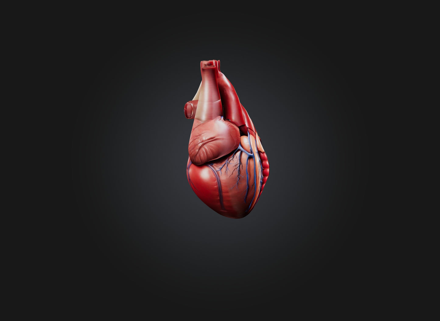 3D model heart organ model VR / AR / low-poly