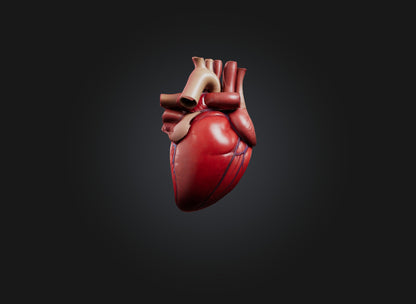 3D model heart organ model VR / AR / low-poly