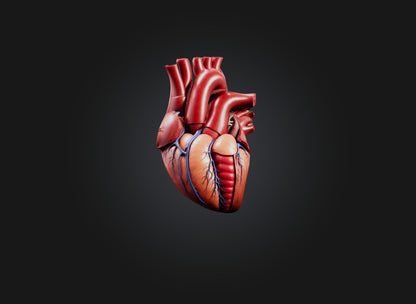 3D model heart organ model VR / AR / low-poly