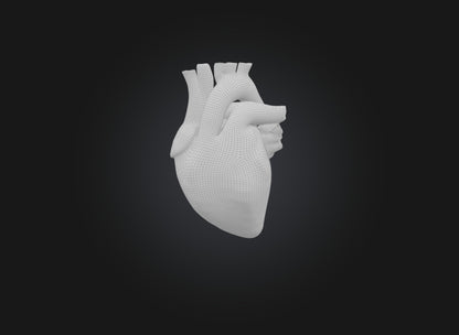 3D model heart organ model VR / AR / low-poly