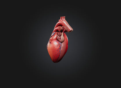 3D model heart organ model VR / AR / low-poly