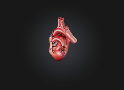 3D model heart organ model VR / AR / low-poly