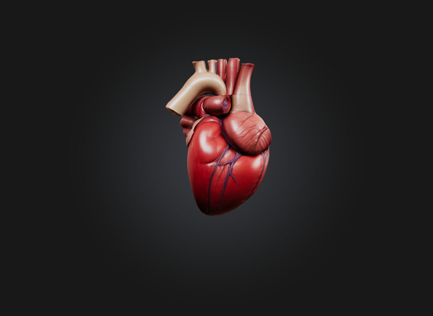 3D model heart organ model VR / AR / low-poly