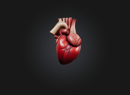 3D model heart organ model VR / AR / low-poly