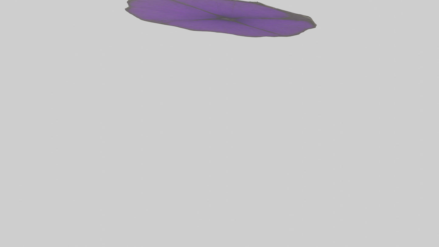 3D model Heliotrope model VR / AR / low-poly