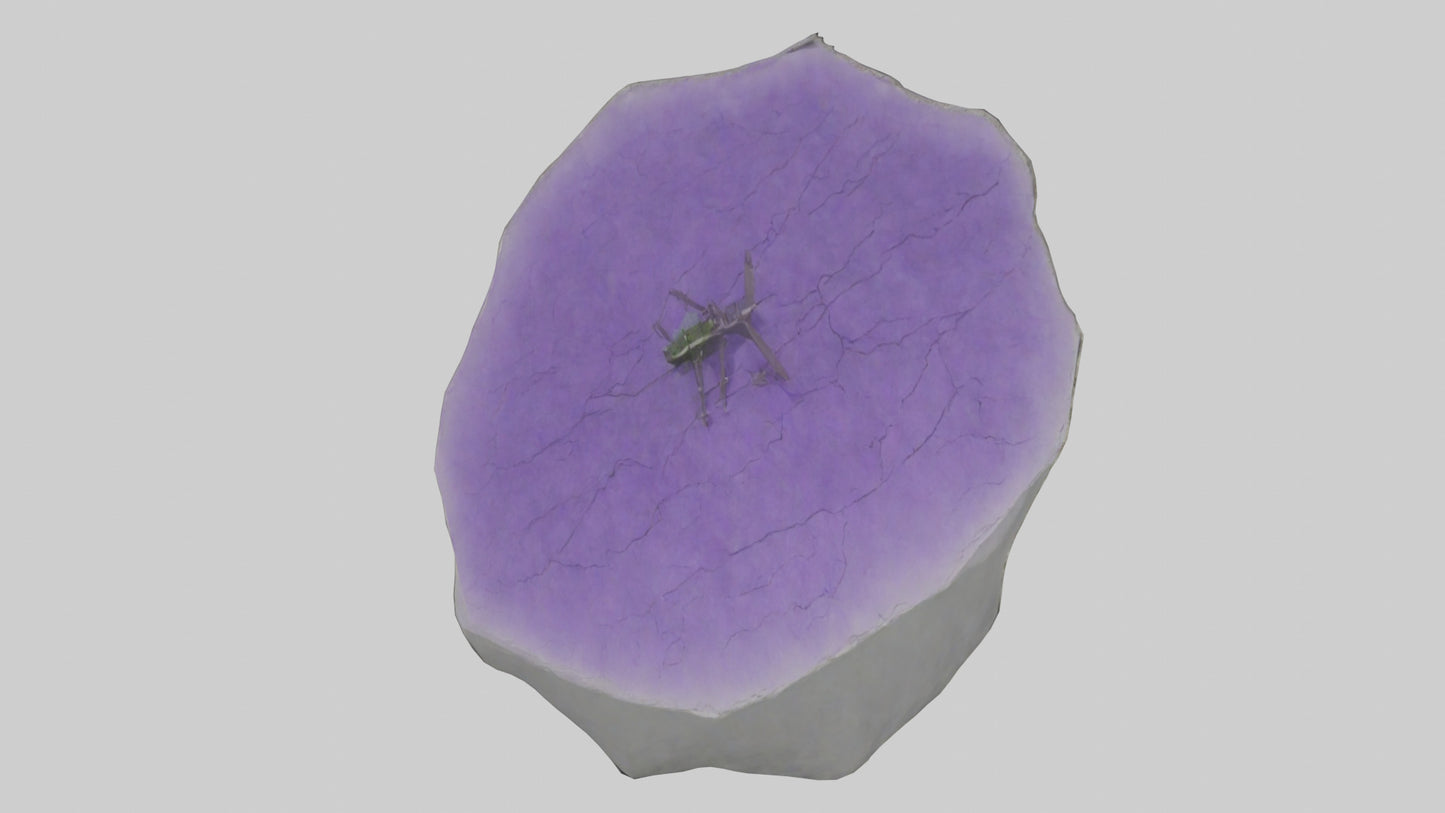 3D model Heliotrope model VR / AR / low-poly