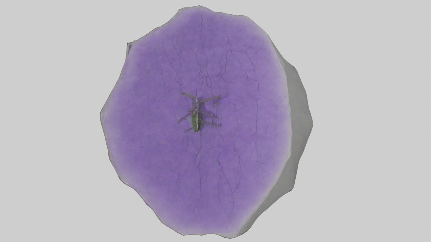 3D model Heliotrope model VR / AR / low-poly