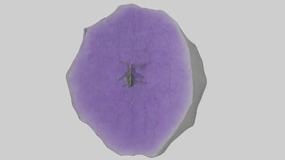 3D model Heliotrope model VR / AR / low-poly