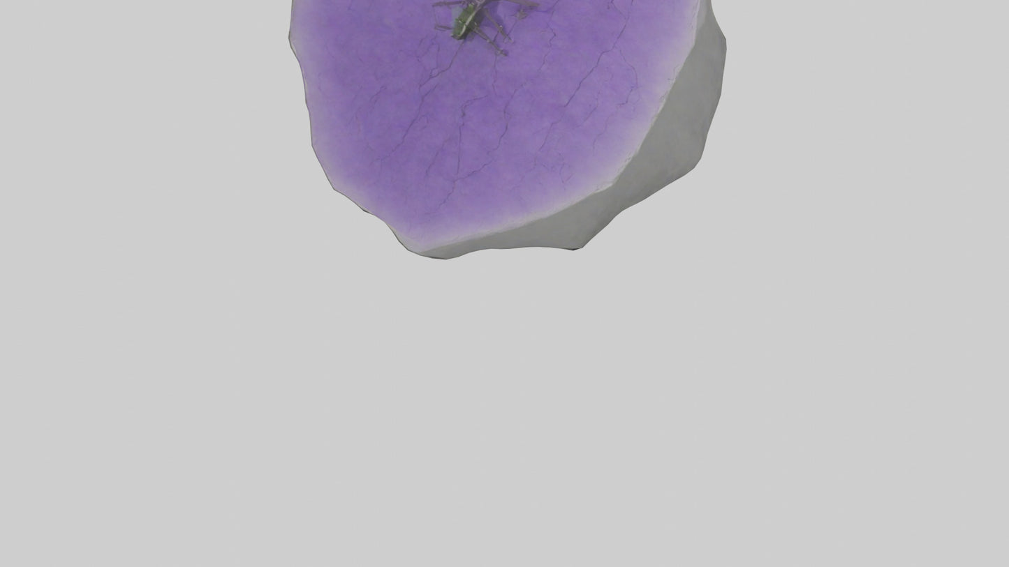 3D model Heliotrope model VR / AR / low-poly