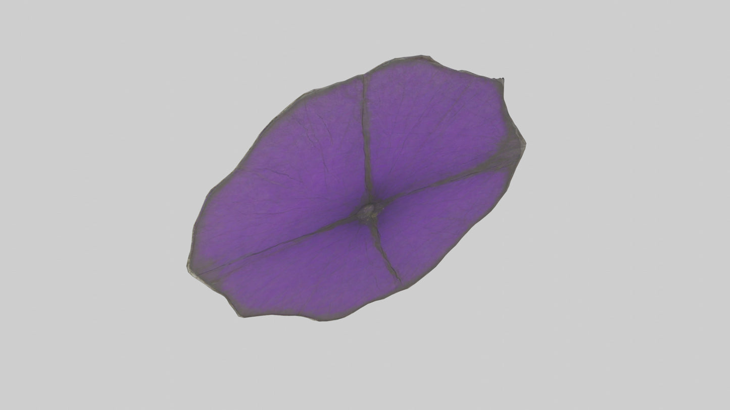 3D model Heliotrope model VR / AR / low-poly