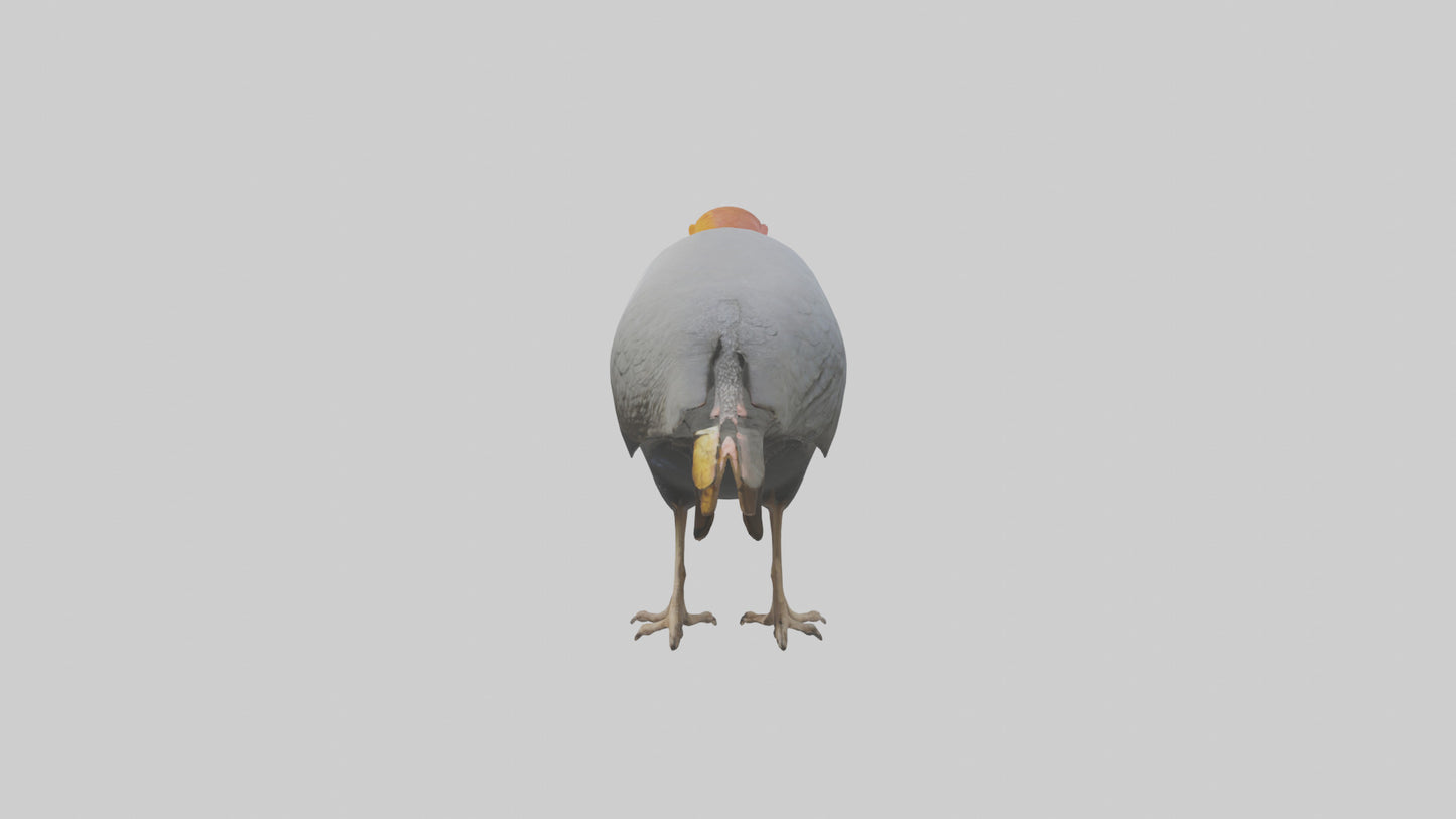3D model Helmeted Guinea Fowl scratching model VR / AR / low-poly
