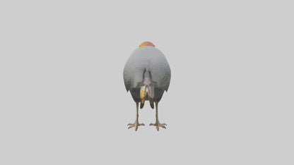 3D model Helmeted Guinea Fowl scratching model VR / AR / low-poly