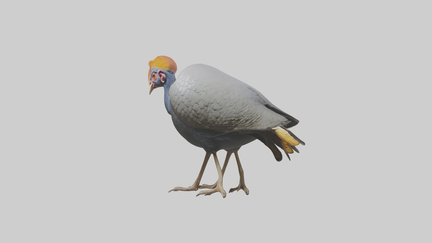 3D model Helmeted Guinea Fowl scratching model VR / AR / low-poly