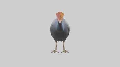 3D model Helmeted Guinea Fowl scratching model VR / AR / low-poly