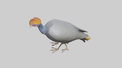3D model Helmeted Guinea Fowl scratching model VR / AR / low-poly