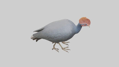 3D model Helmeted Guinea Fowl scratching model VR / AR / low-poly