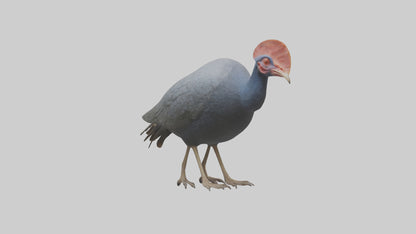 3D model Helmeted Guinea Fowl scratching model VR / AR / low-poly