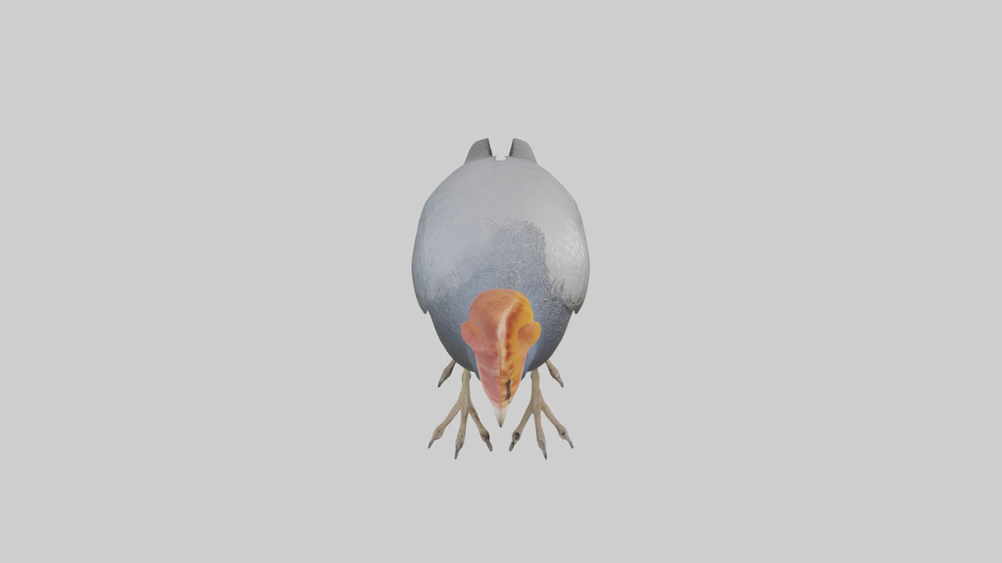 3D model Helmeted Guinea Fowl scratching model VR / AR / low-poly