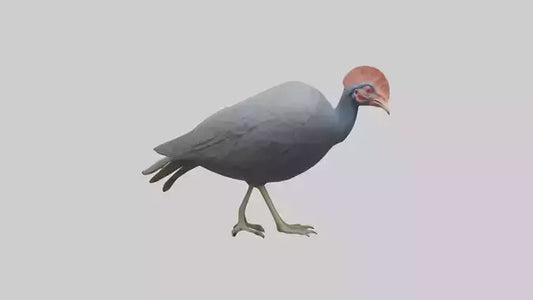 3D model Helmeted Guinea Fowl scratching model VR / AR / low-poly