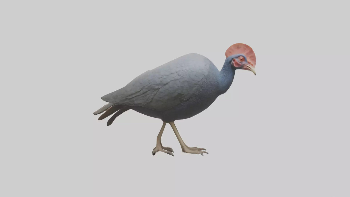 3D model Helmeted Guinea Fowl scratching model VR / AR / low-poly