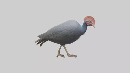 3D model Helmeted Guinea Fowl scratching model VR / AR / low-poly