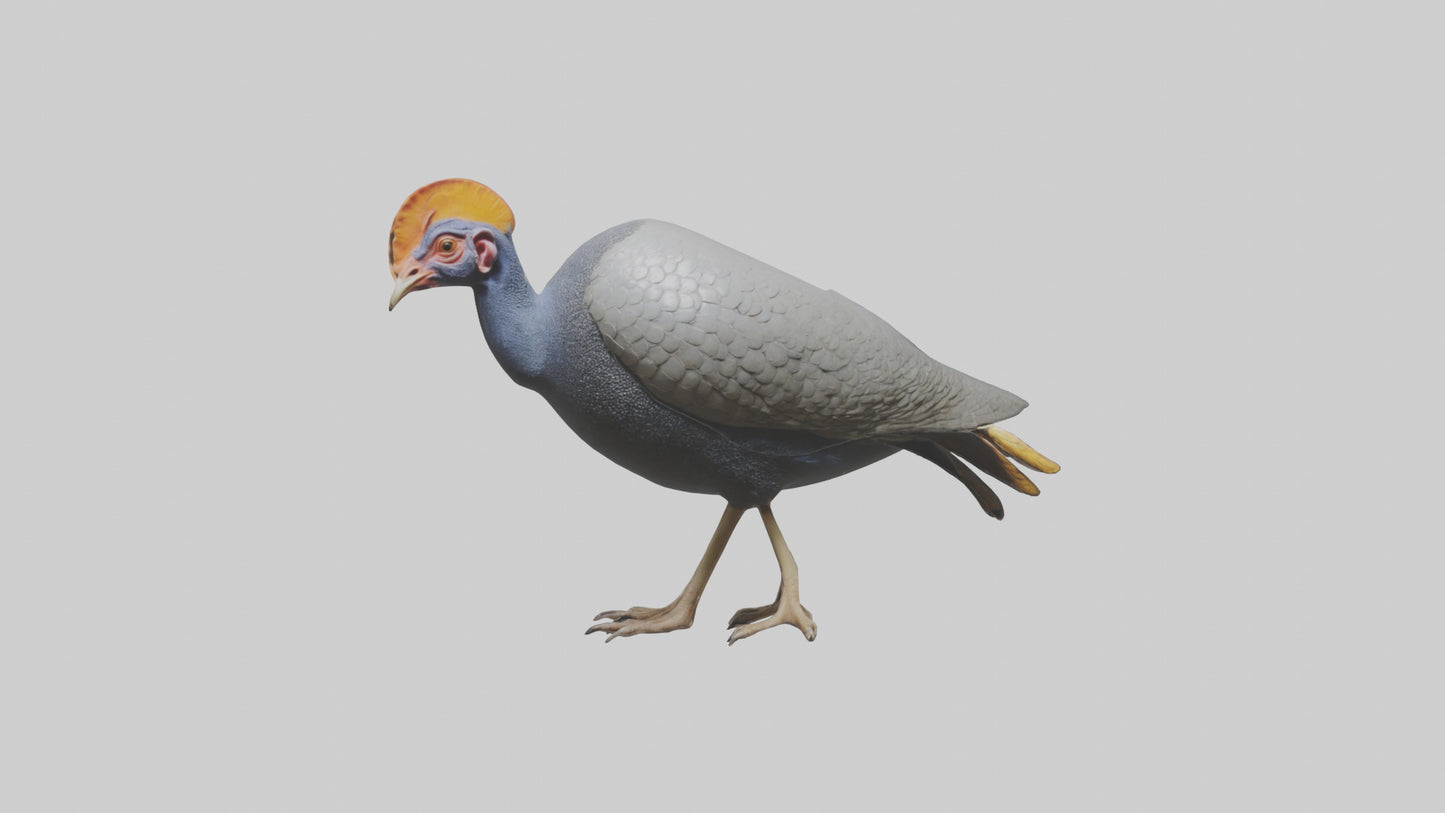3D model Helmeted Guinea Fowl scratching model VR / AR / low-poly